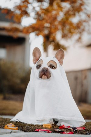 A dog outside with a ghost costume on.