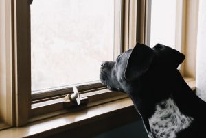 Dog looking out window