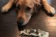 Dog Chewing Money