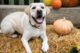 A white lab sitting on a haystack beside a medium-sized pumpkin.
