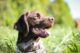 Brown and white dog, retriever breed, laying outside in grass looking to the side