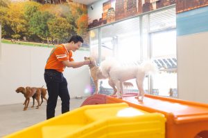 Dogtopia Canine Coach with dog in playroom