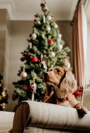 A dog sitting on a chair in front of a Christmas tree.