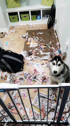 Dog sitting with shredded newspapers