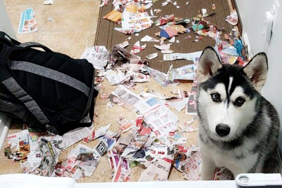 Dog sitting with shredded newspapers