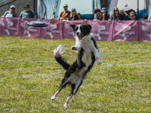 Black and white dog mid-air about to catch a frisbee