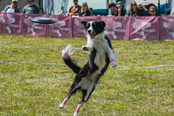 Black and white dog mid-air about to catch a frisbee