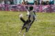 Black and white dog mid-air about to catch a frisbee