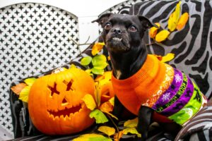 Dog, pug breed, wearing sweater next to carved pumpkin and other Halloween decor
