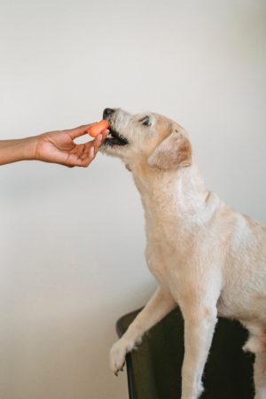 Dog being fed a small piece of carrot