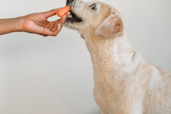 Dog being fed a small piece of carrot