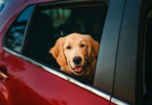 Dog, Labrador Retriever breed, in car with head poking out open window