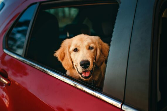 Dog, Labrador Retriever breed, in car with head poking out open window