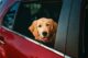 Dog, Labrador Retriever breed, in car with head poking out open window