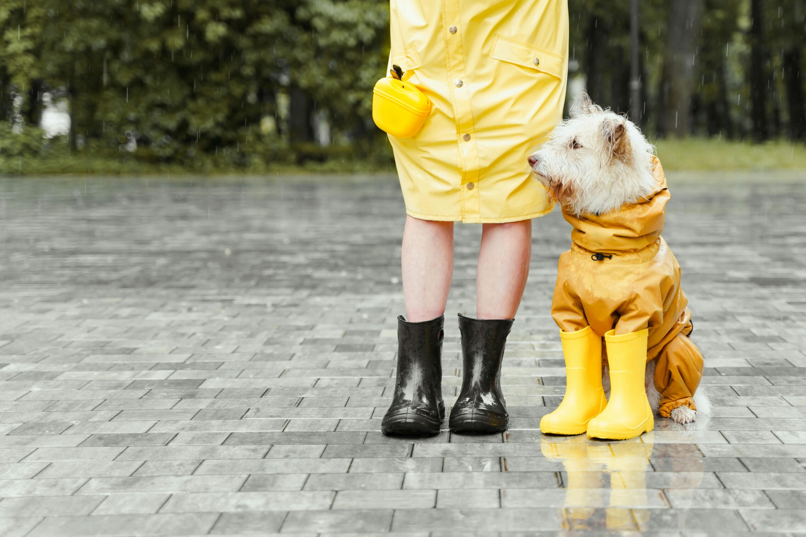 Person wearing yellow raincoat with black rain boots next to white dog wearing yellow raincoat and yellow rain boots outside