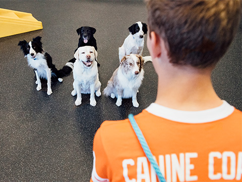 Dogtopia Canine Coach looking at five dogs who are sitting inside playroom