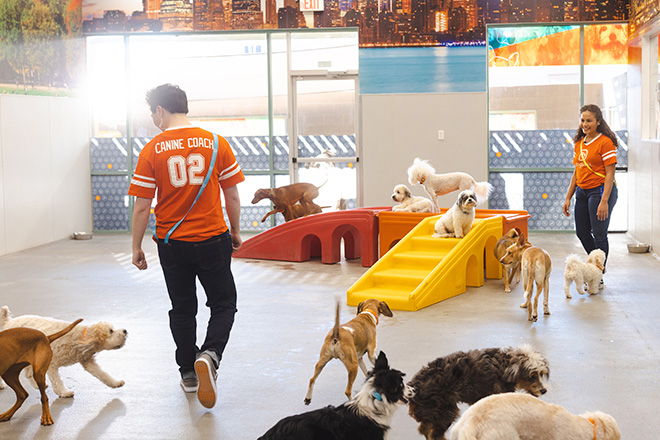 Canine Coaches in Dogtopia playroom with a group of dogs