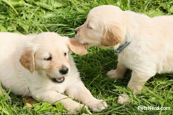 Two puppies playing in the grass