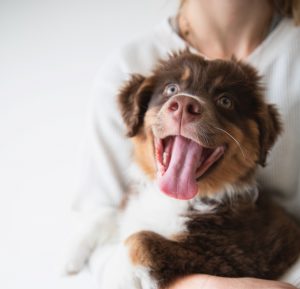 Person holding small dog in arms