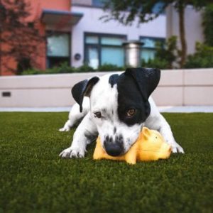 Puppy playing with yellow toy