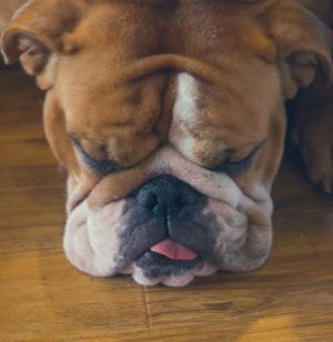 Bull dog lying down on floor