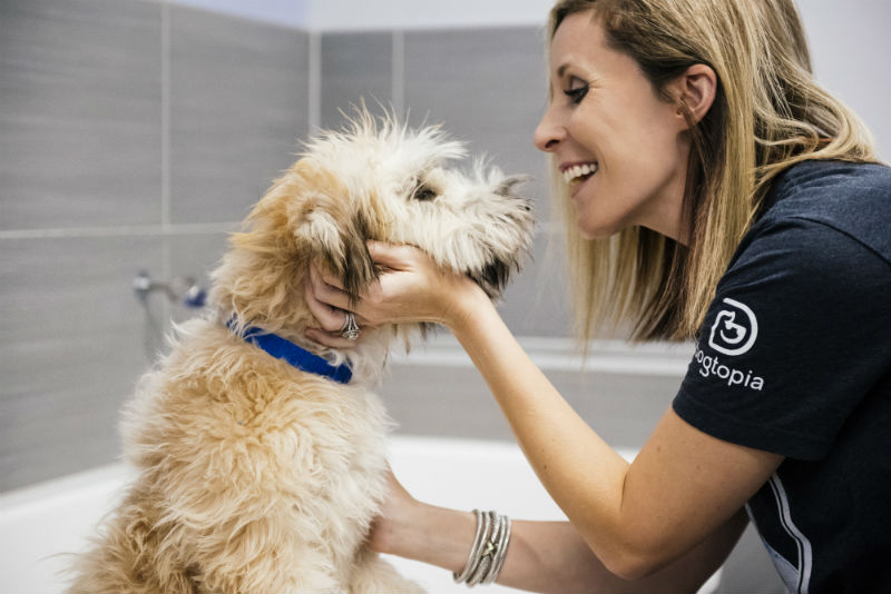 Groomer petting the Goldendoodle at Dogtopia of South Elgin Spa.
