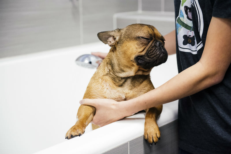 A groomer is giving a bath to a French bulldog at Dogtopia of South Elgin Spa.