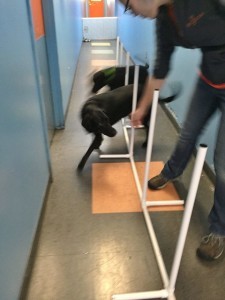 Labradors, Bajan and Norton doing Agility