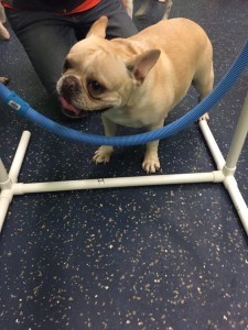 Maddie, French Bulldog