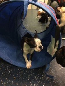 Remington, Boston Terrier