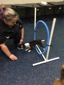 Remington, Boston Terrier