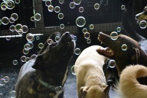 Cleo, Rottweiler Mix and Gunner, Labrador Retriever catching bubbles
