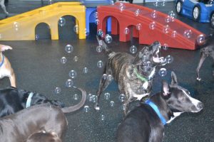 Bubble Day in the Gym