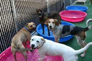 Shane, Tucker, Chewy and Rocky enjoying a fun pool party!