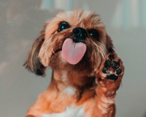 Dog with paw up against glass with tongue out