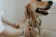 Golden Retriever getting a bath