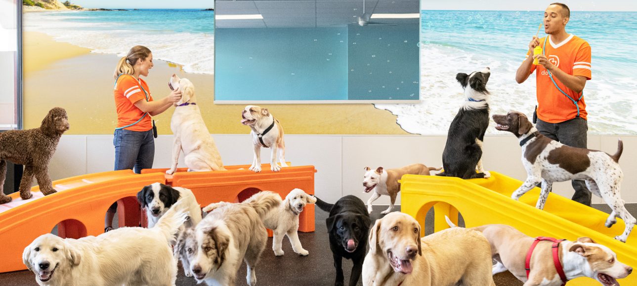Dogtopia of South Elgin dog daycare offers
