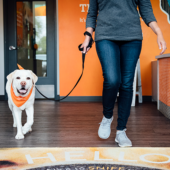 A person walking a lab wearing a bandana on a leash out of Dogtopia location.