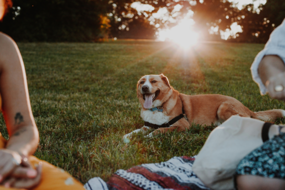A dog is outline laying down on the grass with two other people at a picnic