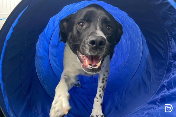 Black and white dog in a blue agility tunnel