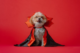 Small dog dressed in a red and black vampire Halloween costume in front of a red backdrop