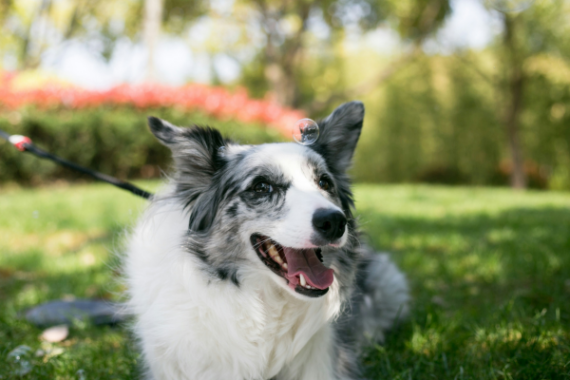 A smiling dog laying outside on the grass with small bubbles floating in the air