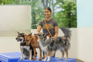 Dog daycare employee standing behind three medium-sized dogs who are on a play structure inside a Dogtopia playroom.
