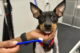 Dog, miniature pinscher breed, with toothbrush at Dogtopia spa