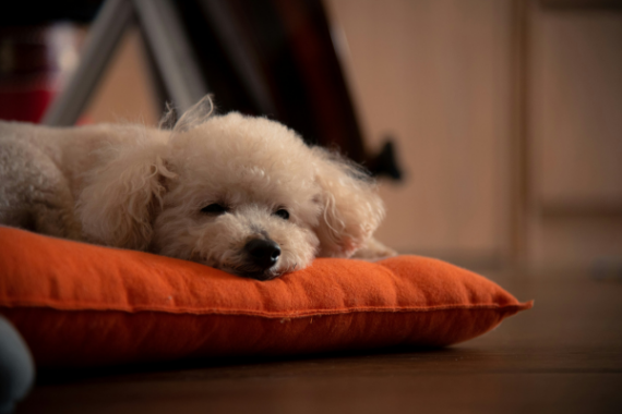 White poodle dog laying down on a plush orange dog bed