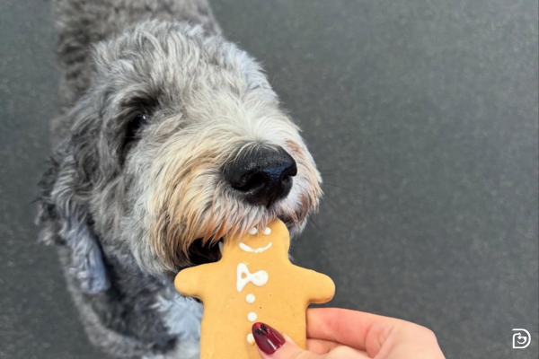 Dog biting into holiday dog treat