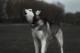 Dog, husky breed, howling outside