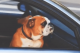 Dog in car