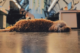 Small brown dog lying on floor of an office