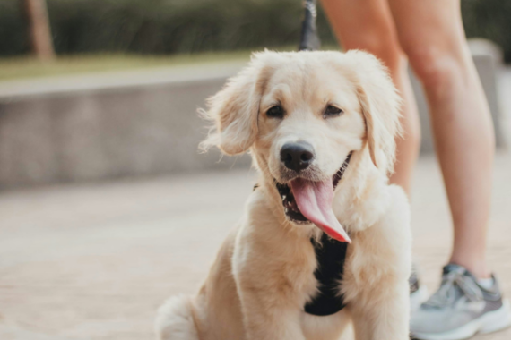 Small Golden Retriever dog sitting outside in front of standing pet parent who is wearing running shoes